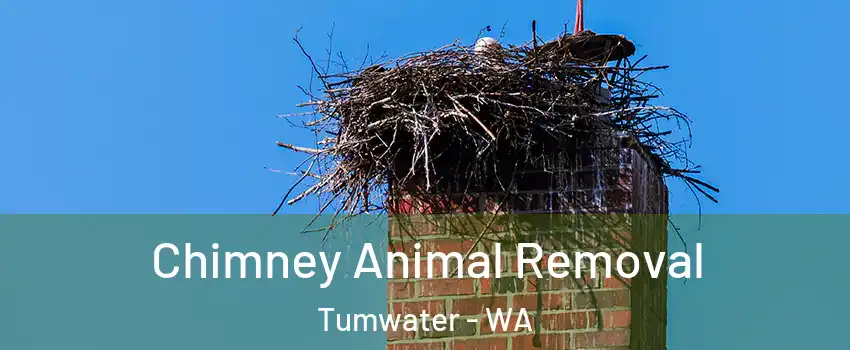  Chimney Animal Removal Tumwater - WA