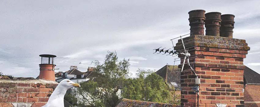 Chimney Cleaning And Restoration in Tumwater, Washington